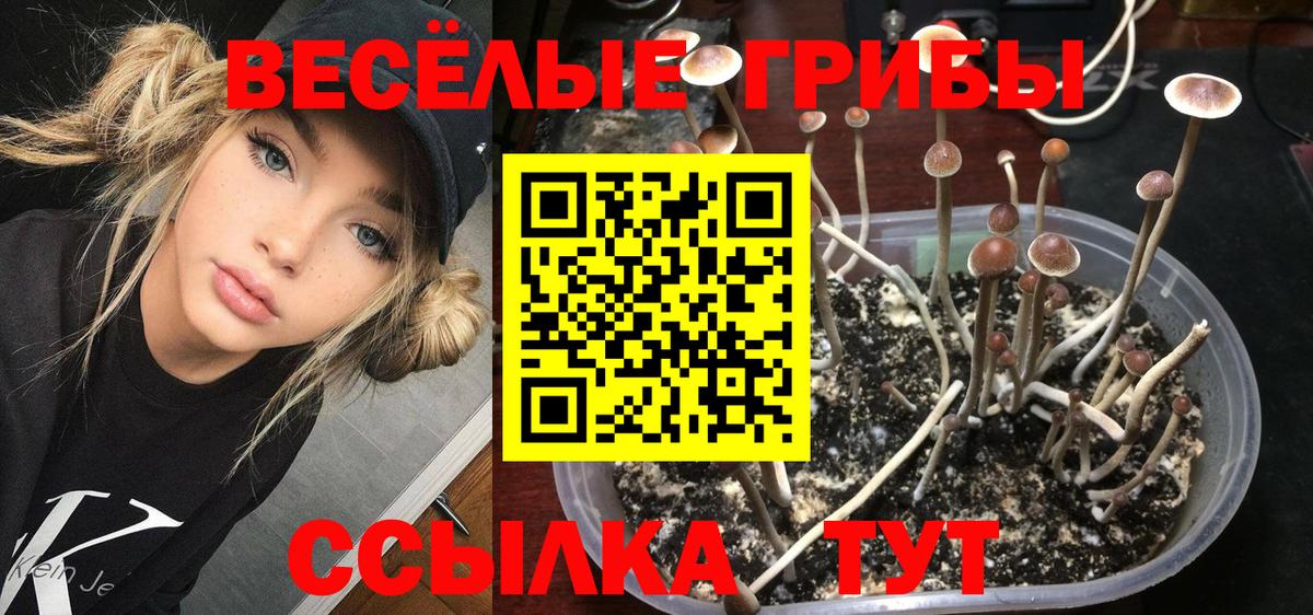 купить наркоту  Вход с VPN  Россия  Галлюциногенные грибы Psilocybe  Галлюциногенные грибы GOLDEN TEACHER 